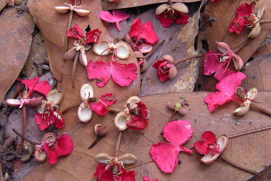 Gilbertiodendron dewevrei flowers from Korup National Park, Cameroon - a tree species that forms dominant forests in the Congo Basin where fires have doubled in recent decades.