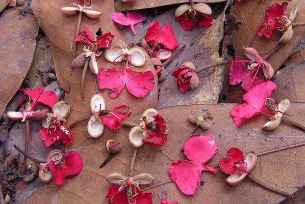 Gilbertiodendron dewevrei flowers from Korup National Park, Cameroon - a tree species that forms dominant forests in the Congo Basin where fires have doubled in recent decades.